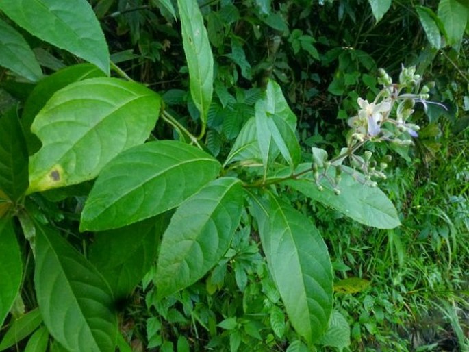 Rotheca serrata