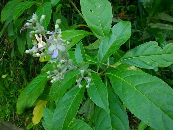 Rotheca serrata