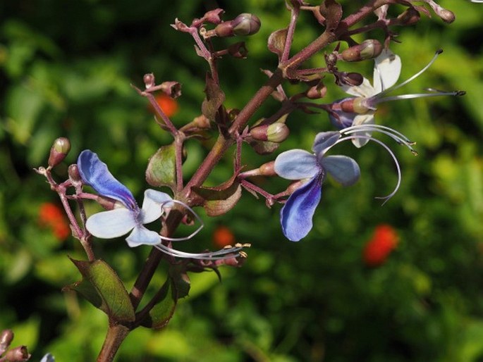 Rotheca serrata