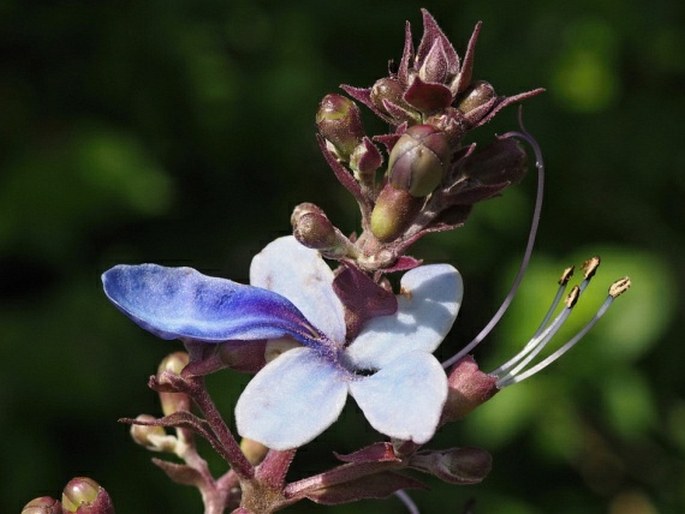 ROTHECA SERRATA (L.) Steane et Mabb.