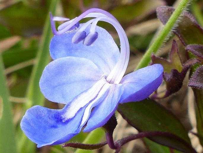 Rotheca hirsuta