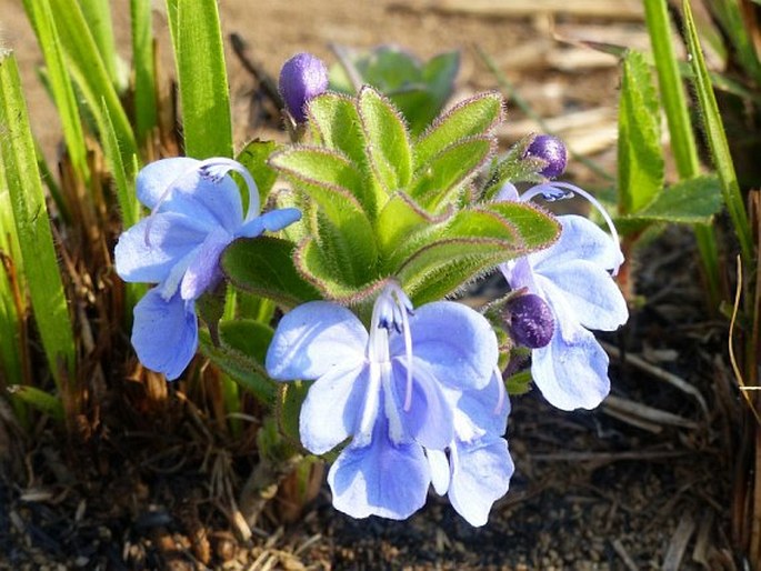 Rotheca hirsuta