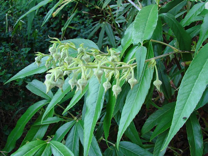 Rubus bambusarum