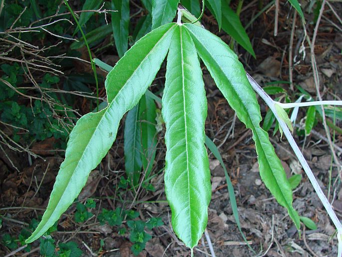 Rubus bambusarum