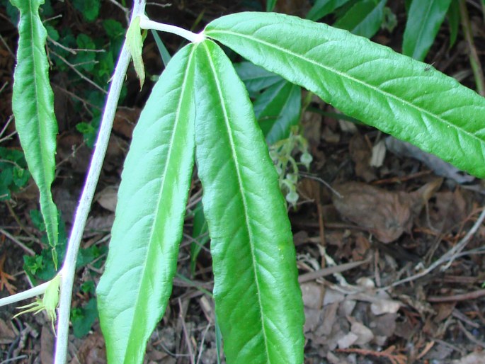 Rubus bambusarum