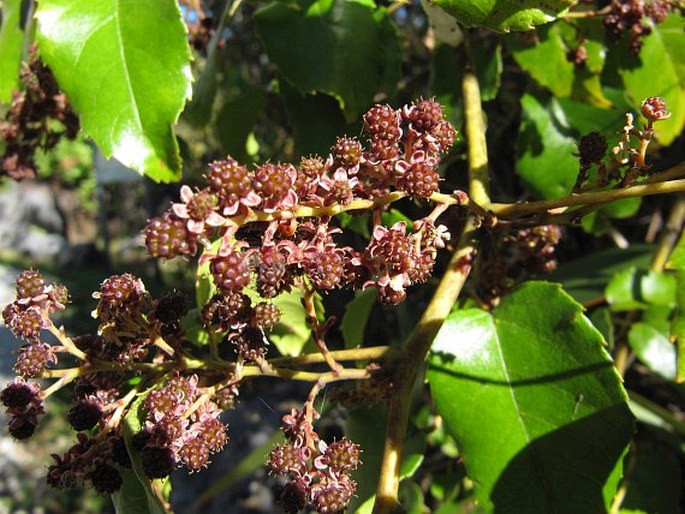 Rubus cissoides