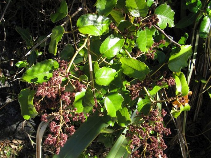 Rubus cissoides