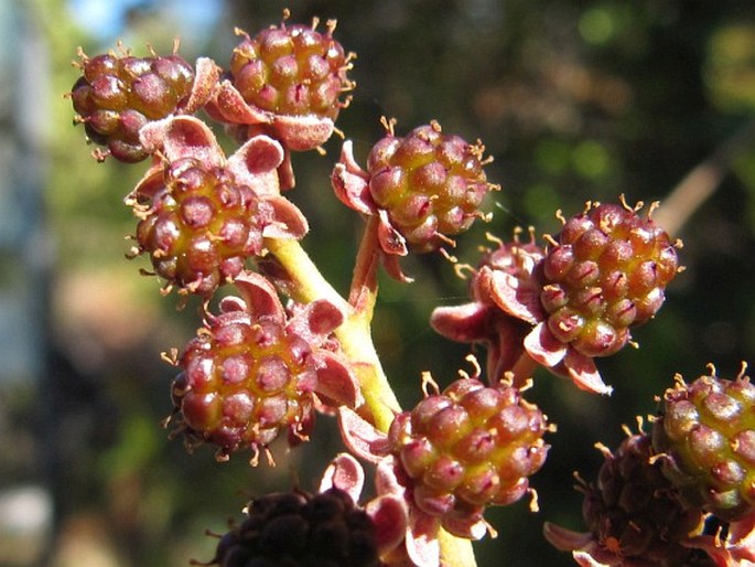 Rubus cissoides