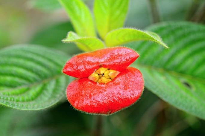Psychotria poeppigiana, foto Alena Vydrová