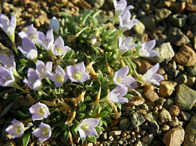 Oldenlandia aretioides, foto Vít Grulich