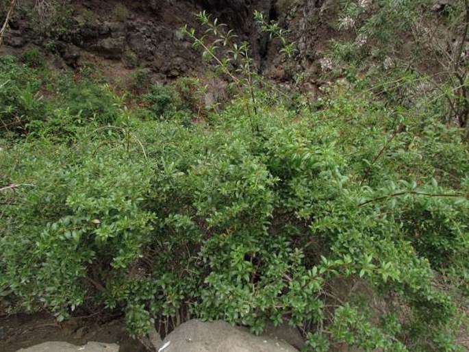 Rubia fruticosa