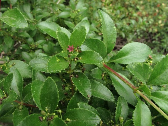 Rubia fruticosa