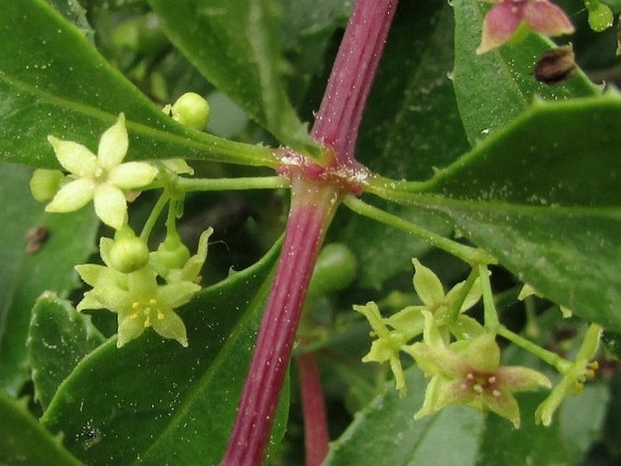 Rubia fruticosa