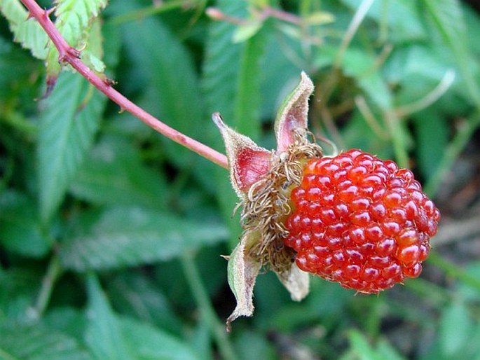 Rubus illecebrosus