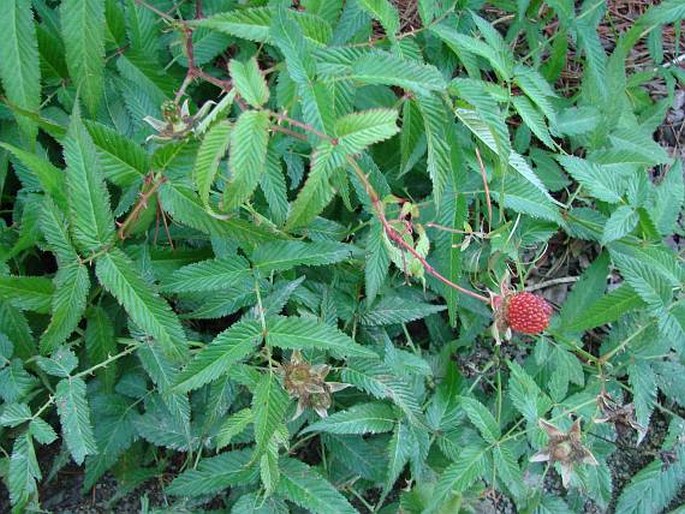 Rubus illecebrosus