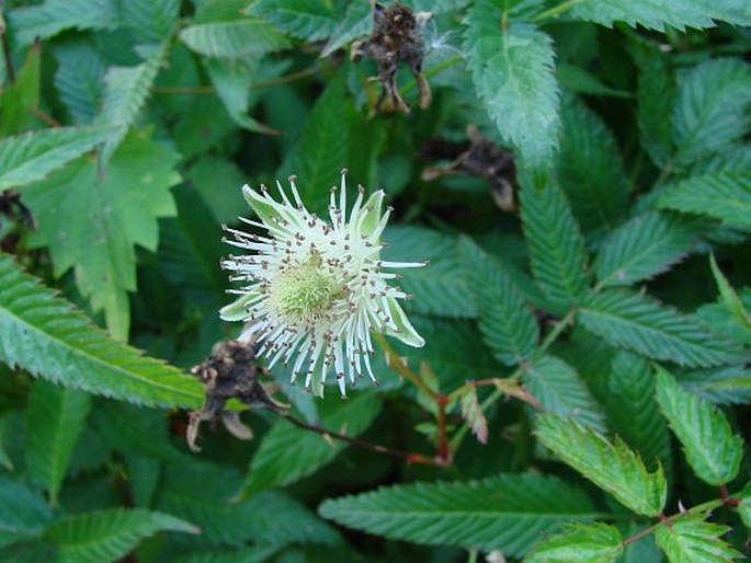 Rubus illecebrosus