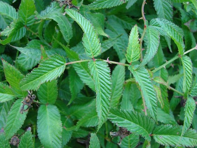 Rubus illecebrosus