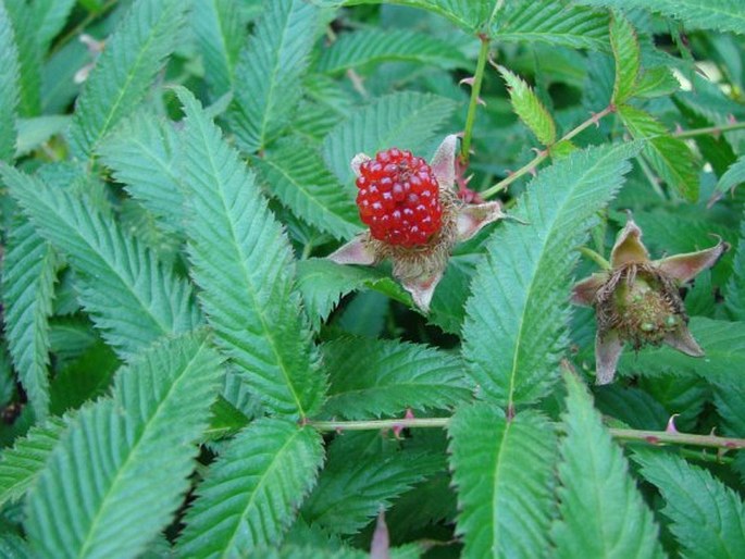 RUBUS ILLECEBROSUS Focke – ostružník jahodnatý