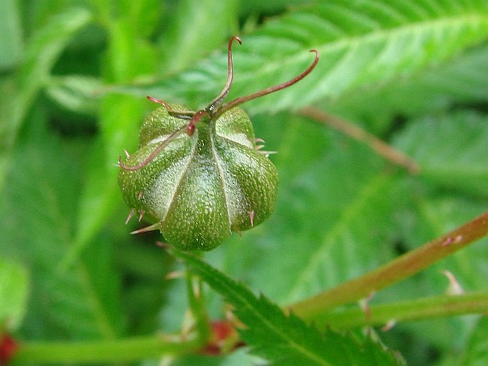 Rubus illecebrosus