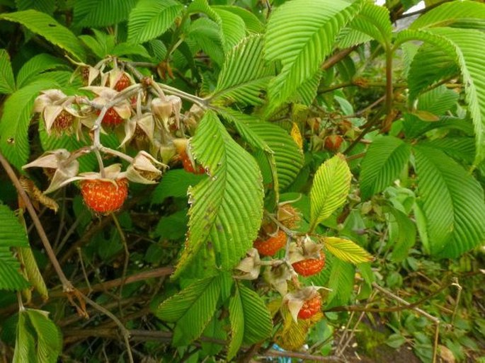 Rubus lineatus