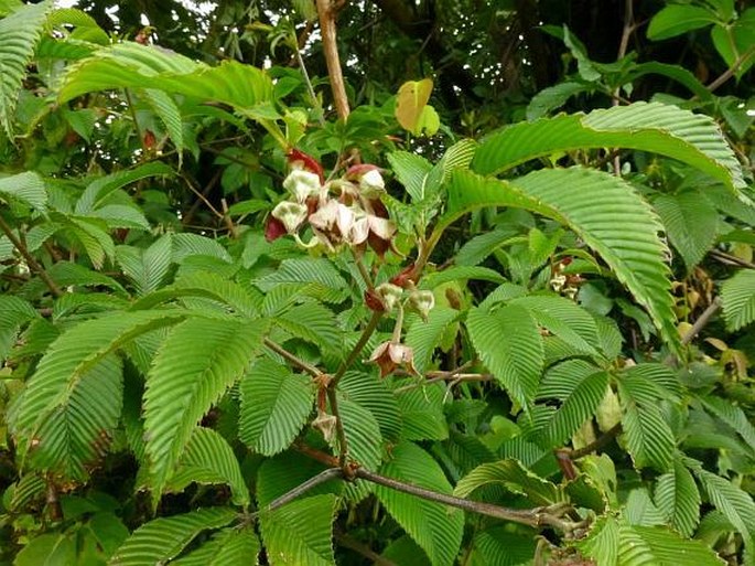 Rubus lineatus