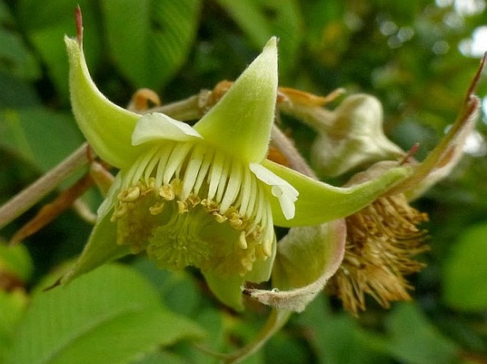 Rubus lineatus