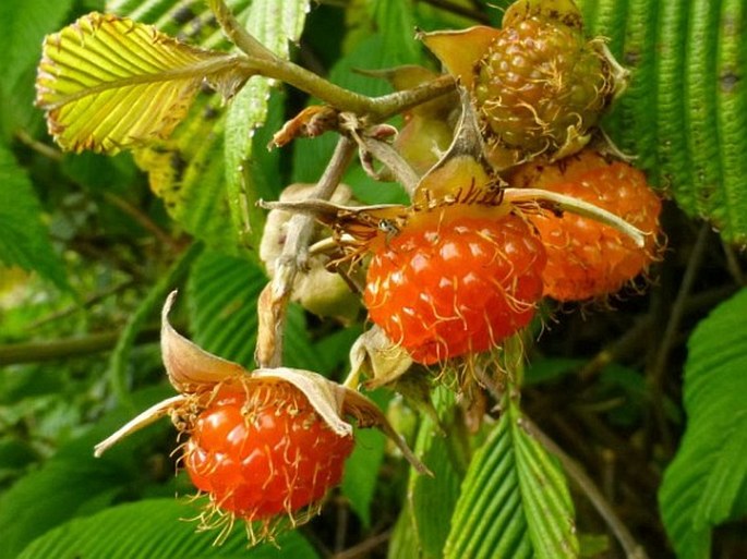 Rubus lineatus