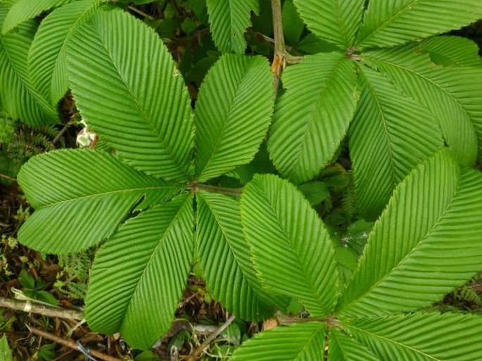 Rubus lineatus