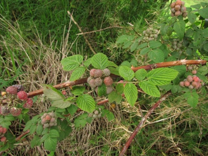 Rubus niveus