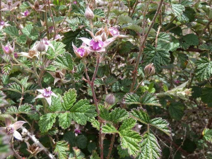 Rubus parvifolius