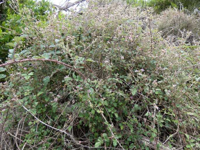 Rubus parvifolius