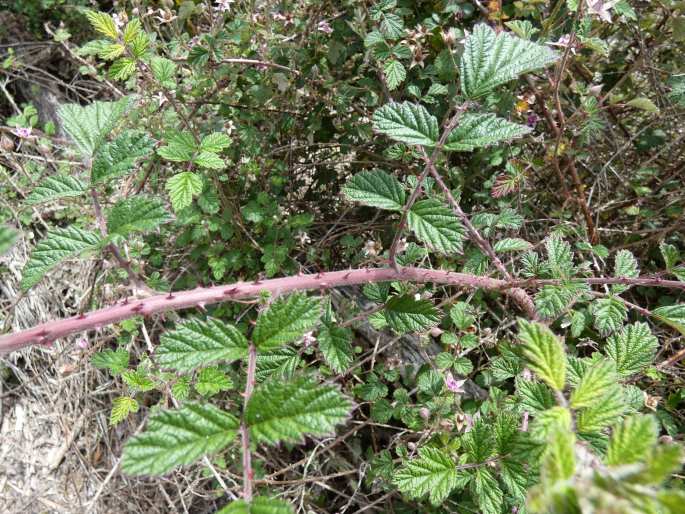 Rubus parvifolius