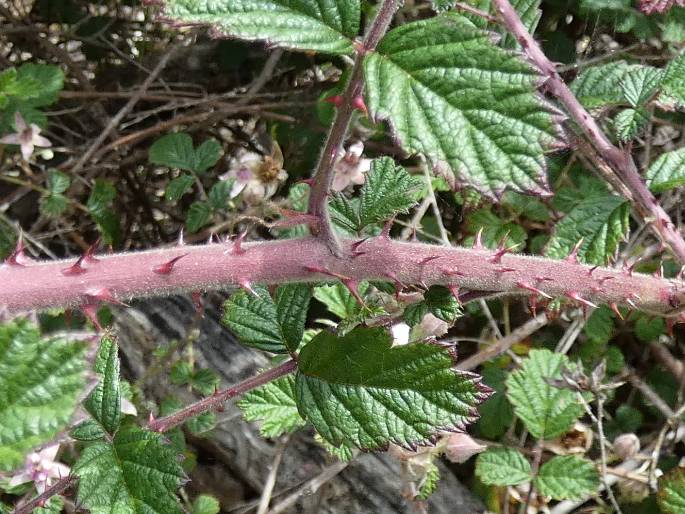 Rubus parvifolius