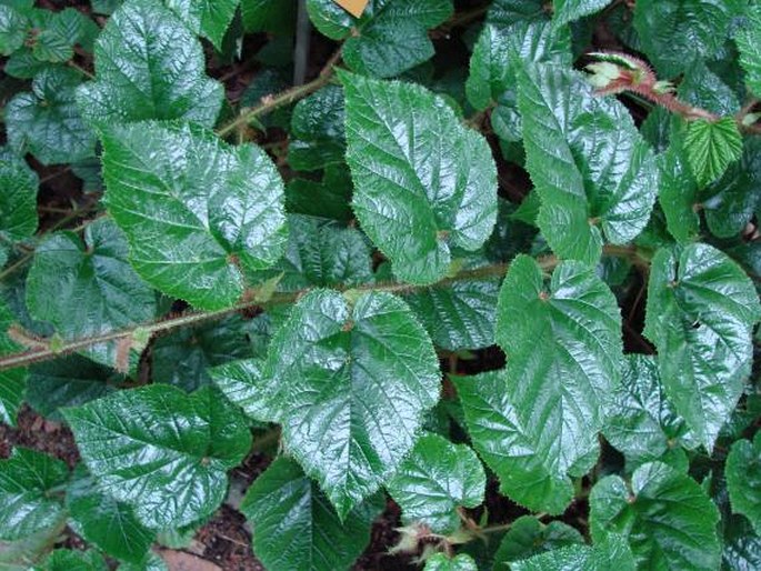 Rubus tricolor