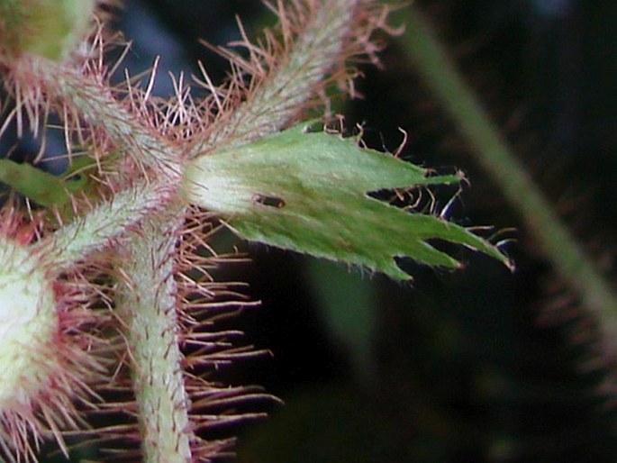 Rubus tricolor