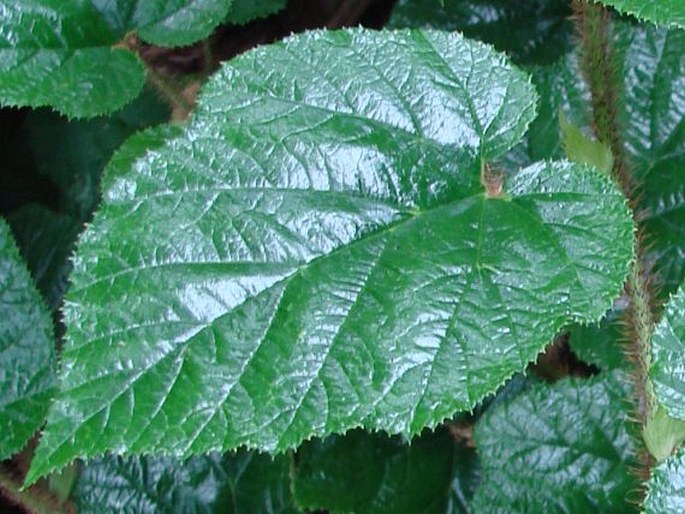 Rubus tricolor