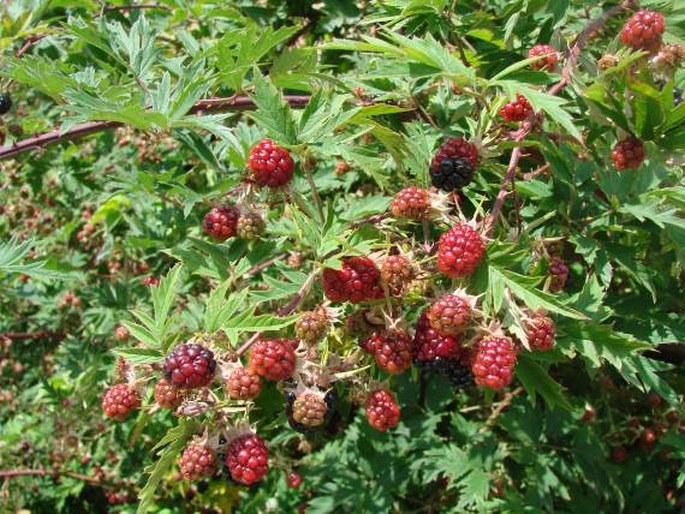 Rubus laciniatus