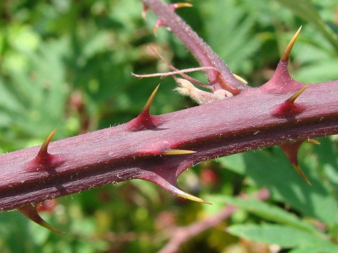 Rubus laciniatus