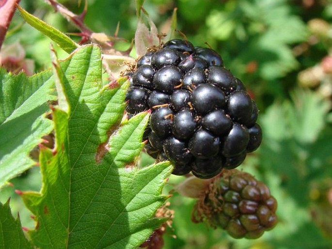 Rubus laciniatus