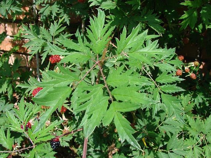 Rubus laciniatus