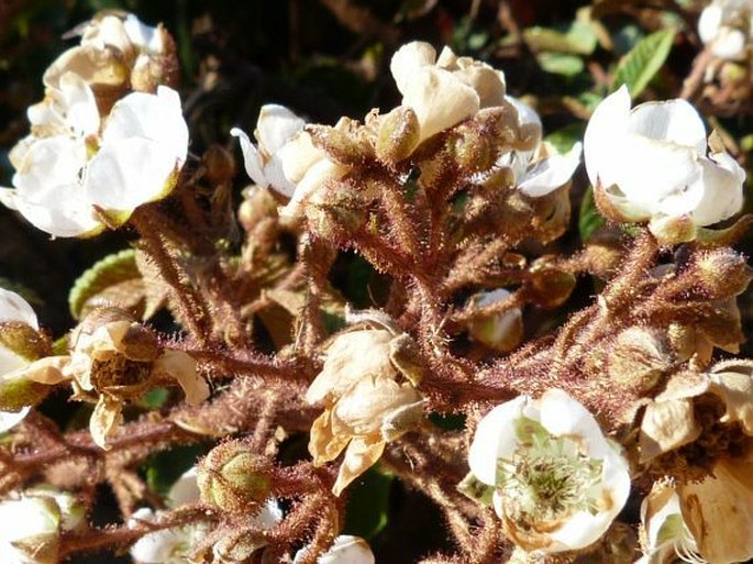 Rubus bogotensis