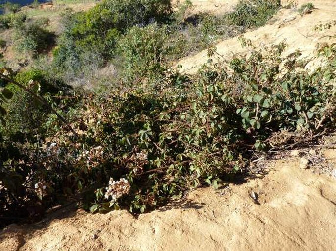 Rubus bogotensis