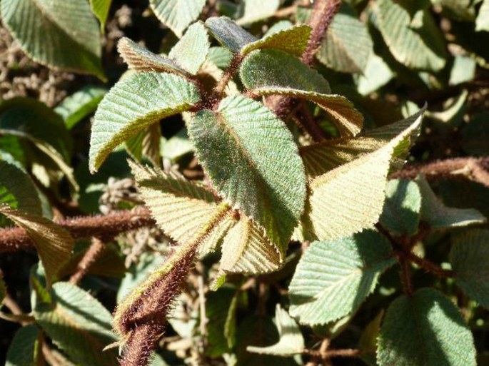 Rubus bogotensis