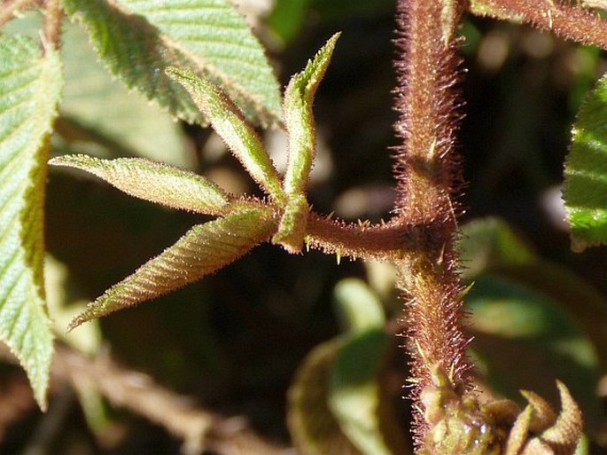 Rubus bogotensis