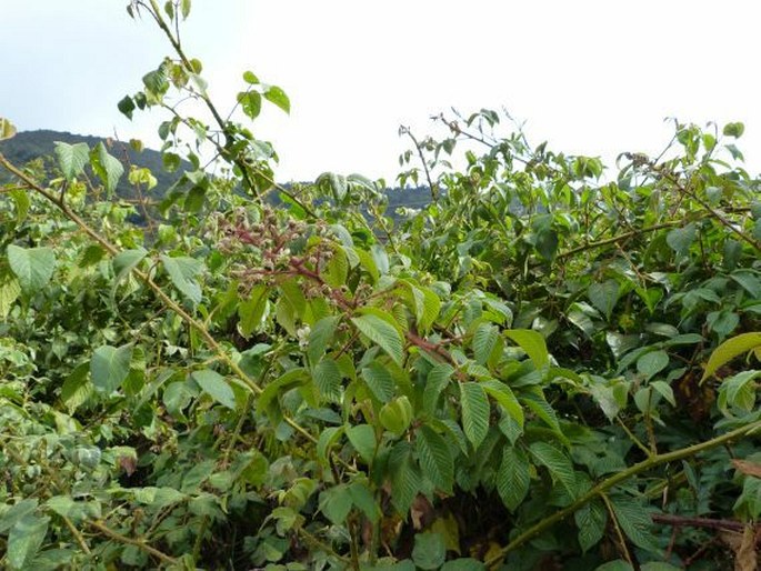 Rubus bogotensis