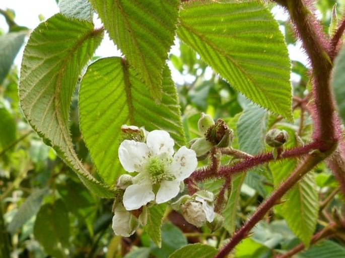 Rubus bogotensis