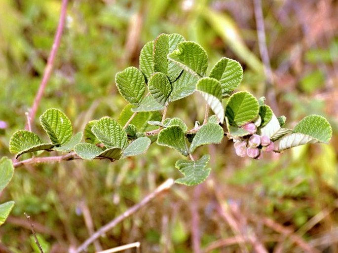 Rubus ellipticus