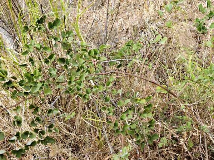 Rubus ellipticus