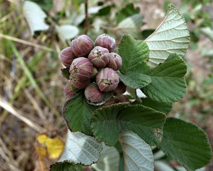 Rubus ellipticus