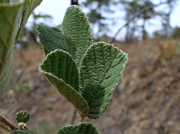 Rubus ellipticus